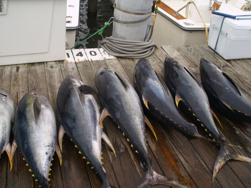 Tuna on the Dock