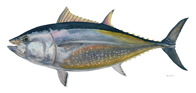 bluefin-tuna.jpg