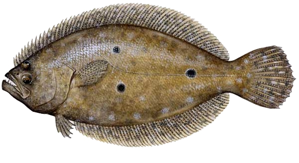 flounder-large.jpg